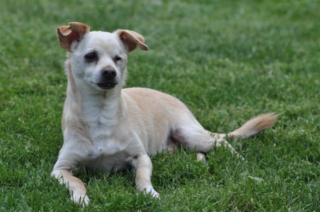 Picture of Macho, rescued from Macho Beach PR